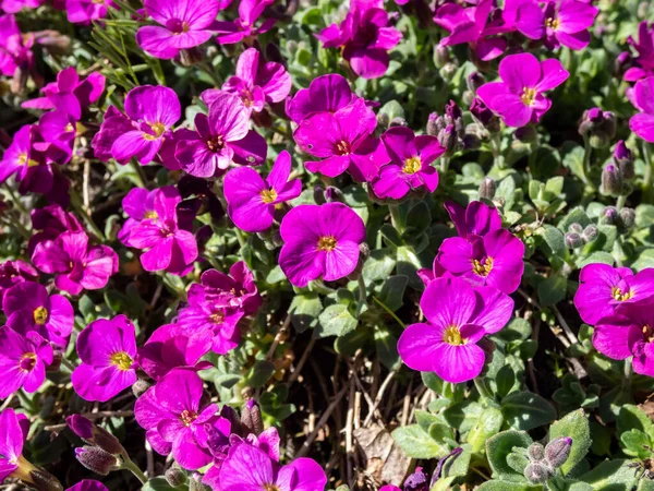 Close Shot Garden Arabis Mountain Rock Cress Caucasian Rockcress Arabis — Zdjęcie stockowe