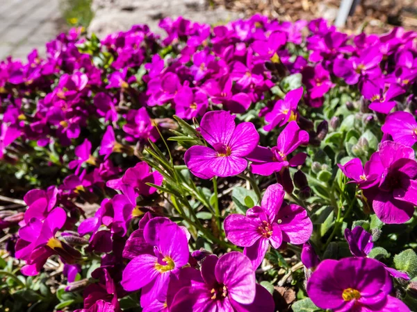 Bahçe Araplarının, dağ kayalarının ya da Kafkasya kayalarının (Kafkasya Kafkasya Kafesi) 'Heidi' nin bahar başlarında parlak pembe - mor çiçeklerle açtığı yakın plan görüntüleri