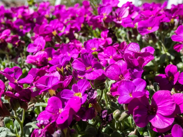 Close Shot Garden Arabis Mountain Rock Cress Caucasian Rockcress Arabis — Zdjęcie stockowe