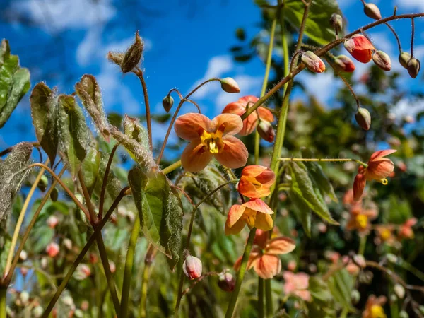 Yayılan Bitkinin Yakın Plan Görüntüsü Warley Epimedium Epimedium Warleyense Orangekon — Stok fotoğraf
