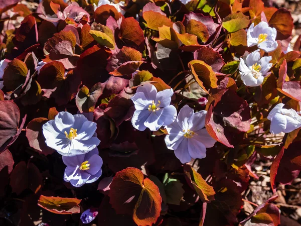 Pequena Delicada Encantadora Primavera Floração Asiática Folha Gêmea Jeffersonia Dubia — Fotografia de Stock