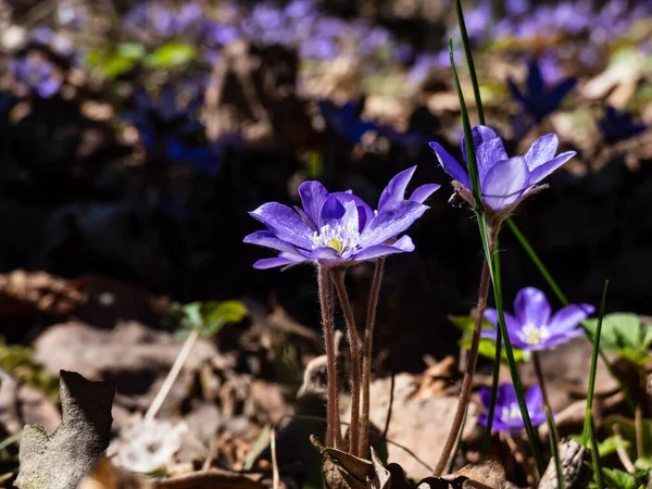 Macro Shot Common Hepatica Anemone Hepatica Hepatica Nobilis Blooming Purple — ストック写真