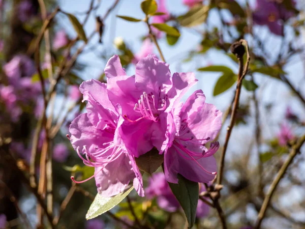 Geniş yapraklı her zaman yeşil çalı Dağ fetterbush veya dağ andromeda (pieris floribunda) yakın çekim ereksiyon veya sadece bahar aylarında beyaz kül şeklindeki çiçek panikleme