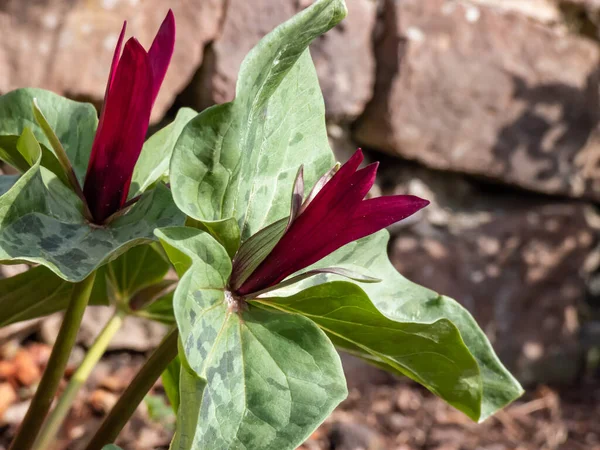 Toadshade veya kurbağa trillium (Trillium sessile) 'un yakın çekiminde üç brakt (yaprak) ve üç sepalli tek bir trimerous kırmızımsı-mor çiçek bulunur.