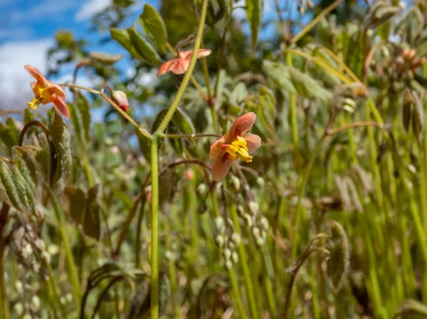 广袤植物的特写沃利羊绒花 Epimedium Warleyense Orangekonigin开花的小花朵 带有明亮的铜橙色间隔和较小的淡黄花瓣 — 图库照片