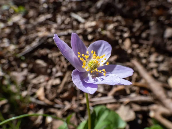 Primer Plano Anémona Wood Anemone Nemorosa Con Pétalos Rayas Púrpura —  Fotos de Stock