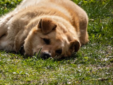 Erişkin kahverengi köpek sıcak çimenlerin üzerinde uzanıyor ve yazın parlak güneş ışığında uykuya dalıyor. Evcil hayvan. Güneşin altında uyuyan köpek