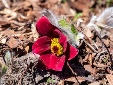 Kırmızı Pasque Çiçeği ya da Kırmızı Meadow Anemona- Pulsatilla Rubra 'nın yakın plan çekimi. Baharın başlarında kısa saplı altın sarısı pullu, çan şeklinde koyu kırmızı çiçeklerle övünüyor.