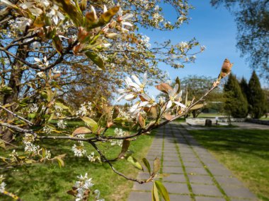 Bahar aylarında çiçek açan çalıların beyaz, yıldız şeklinde çiçekleri ya da küçük ağaç orman meyveleri, servis üzümü, Shadbush ya da karlı mespilus (amelanchier lamarckii) yakın plan çekimleri.