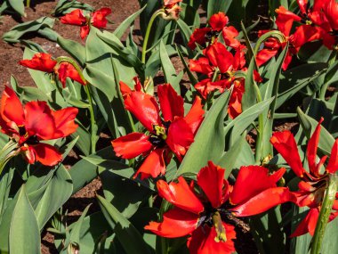 Darwin Melez Tulip Egzotik Kuşu 'nun yakından çekimleri. Sinyal kırmızısı ve özel şekilli taç yaprakları baharda parlak güneş ışığında bahçede çiçek açıyor.
