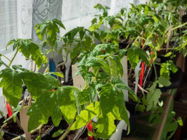 Makro yeşil domates fideleri pencere pervazında parlak güneş ışığında saksılarda yetişiyor. Saksıda sebze fideleri. Kapalı alanda bahçıvanlık ve fidanlar.