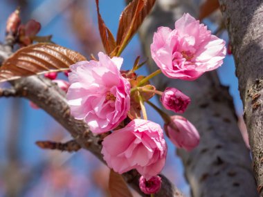 Japonya 'nın güzel, pembe, tam kiraz çiçekleri dallarda ve parlak güneş ışığında mavi bir gökyüzünün altında açan pembe sakura ağacı. Narin ve romantik bahar çiçekleri.