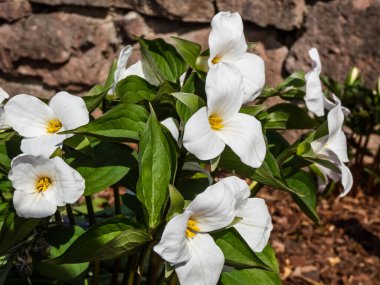 The white, large-flowered, great white trillium or white wake-robin (Frillium grandiflorum) flowering with a single, showy white flower atop a whorl of three leaves in the garden in spring