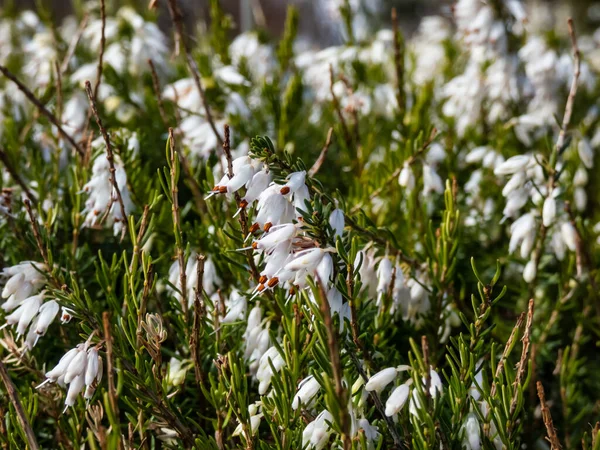 Yayılan güzel makro yeşil cüce çalısı - kış fundalığı ya da kar fundalığı (Erica carnea) 'Buz Prenses' bol miktarda, kül şeklinde, bahar başlarında saf beyaz çiçekler