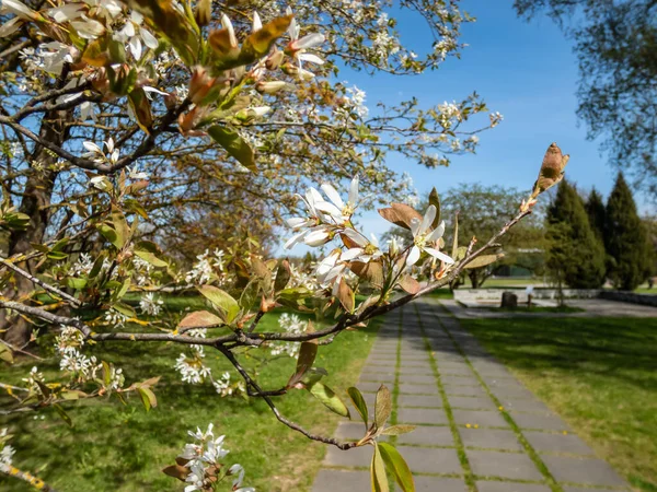 Bahar aylarında çiçek açan çalıların beyaz, yıldız şeklinde çiçekleri ya da küçük ağaç orman meyveleri, servis üzümü, Shadbush ya da karlı mespilus (amelanchier lamarckii) yakın plan çekimleri.