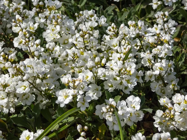 Close Shot Garden Arabis Mountain Rock Cress Caucasian Rockcress Arabis — Stockfoto