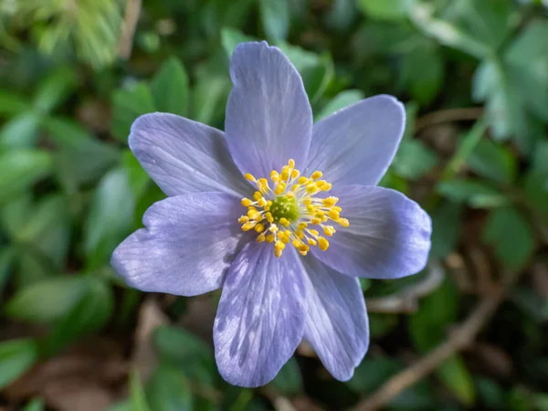 Single Spring Wood Anemone Anemone Nemorosa Allenii Large Wonderful Lavender — Fotografia de Stock