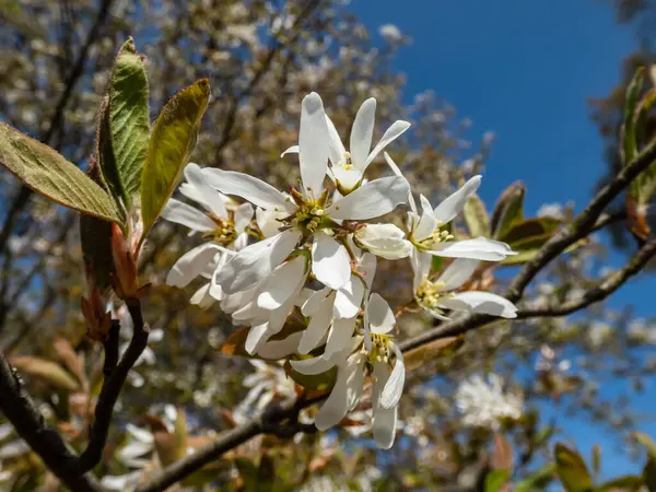 開花低木や小さな木の実 サービスベリー シャドブシまたは雪のメスピルス Amelanchier Lamarckii の白い星型の花のクローズアップショット — ストック写真