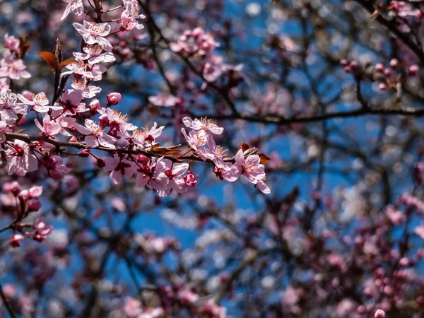 Çiçekli erik veya kiraz eriği (prunus cerasifera) Atropurpurea 'nın tek bir pembe çiçeğinin yakın plan çekimi. Pembe çiçek manzarası.