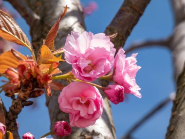 Japonya 'nın güzel, pembe kiraz çiçekleri dallarda ve mavi gökyüzünün altında açan pembe sakura çiçekleri. Narin ve romantik bahar çiçekleri.