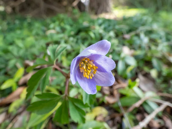 Tek bir bahar ağaç şakayığı - Anemone nemorosa Allenii - büyük, harika lavanta mavisi veya gümüşi, yedi yapraklı (James Allen 'dan sonra isimlendirilmiş), bulanık yeşil arkaplan