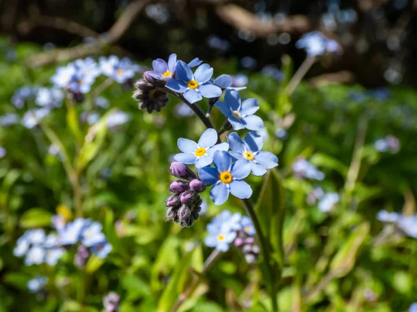 Sky Blue Purple Spring Flowering Plant Wood Forget Flowers Myosotis — Stock Photo, Image