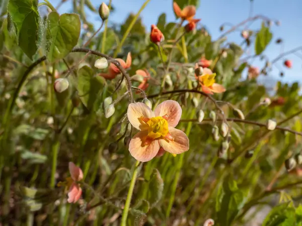 Close Spreading Plant Warley Epimedium Epimedium Warleyense Orangekonigin Flowering Sprays — Fotografia de Stock