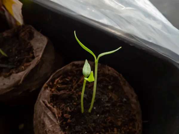 窓の土鍋で栽培された自家栽培の小さな緑のコショウ植物はまだ成長しています 屋内園芸と発芽苗 種子から栽培される食品 — ストック写真