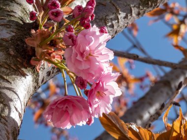 Japonya 'nın güzel, pembe kiraz çiçekleri dallarda ve mavi gökyüzünün altında açan pembe sakura çiçekleri. Narin ve romantik bahar çiçekleri.