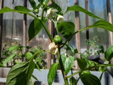 Beyaz çiçeklerin ve küçük yeşil biber meyvelerinin yakın çekimi büyümeye başlıyor ve parlak güneş ışığı altındaki bir serada büyüyen biber bitkisinin çiçeğinden olgunlaşmaya başlıyor.