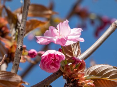 Japonya 'nın güzel, pembe kiraz çiçekleri dallarda ve mavi gökyüzünün altında açan pembe sakura çiçekleri. Narin ve romantik bahar çiçekleri.