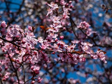 Çiçekli erik veya kiraz eriği (prunus cerasifera) Atropurpurea 'nın tek bir pembe çiçeğinin yakın plan çekimi. Pembe çiçek manzarası.