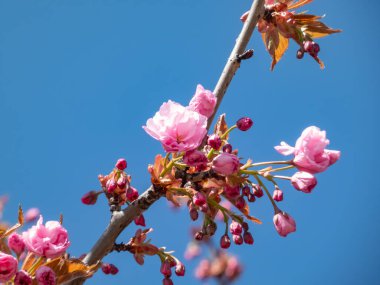 Japonya 'nın güzel, pembe, tam kiraz çiçekleri dallarda ve parlak güneş ışığında mavi bir gökyüzünün altında açan pembe sakura ağacı. Narin ve romantik bahar çiçekleri.
