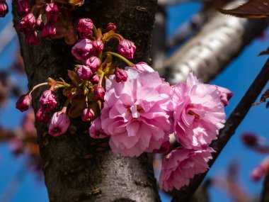 Japonya 'nın güzel, pembe kiraz çiçekleri dallarda ve mavi gökyüzünün altında açan pembe sakura çiçekleri. Narin ve romantik bahar çiçekleri.
