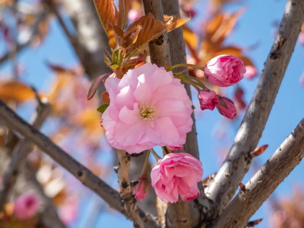 Japonya 'nın güzel, pembe kiraz çiçekleri dallarda ve mavi gökyüzünün altında açan pembe sakura çiçekleri. Narin ve romantik bahar çiçekleri.