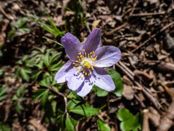 在明亮的阳光下绽放着紫色或紫色条纹花瓣的木葵的特写镜头 春花奇景 — 图库照片