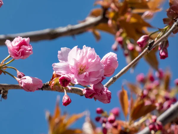 Japonya 'nın güzel, pembe, tam kiraz çiçekleri dallarda ve parlak güneş ışığında mavi bir gökyüzünün altında açan pembe sakura ağacı. Narin ve romantik bahar çiçekleri.