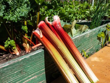 Bahçede parlak güneş ışığında büyüyen bir ravent bitkisinin yanındaki bahçeden toplanan büyük, taze, olgun, yenilebilir ravent sapları. Mevsimlik sebze