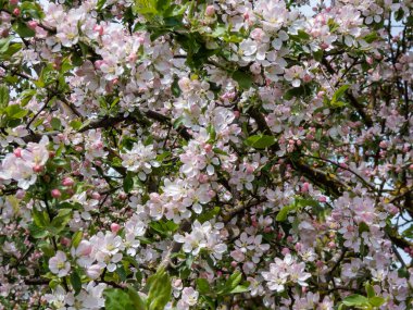 Baharda meyve bahçesinde açan beyaz ve pembe tomurcuklar ve elma ağacı çiçekleri. Çiçeklerle dolu dallar ve açık yapraklar. Mevsimlik ve çiçekli bahar manzarası