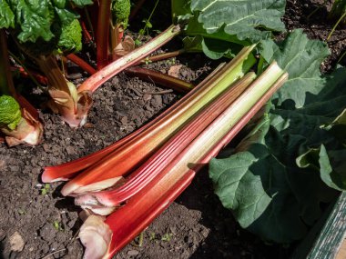 Bahçede parlak güneş ışığında büyüyen bir ravent bitkisinin yanındaki bahçeden toplanan büyük, taze, olgun, yenilebilir ravent sapları. Mevsimlik sebze