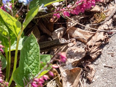 Canlı kertenkele ya da yaygın kertenkele (Zootoca vivipara) parlayan güneş ışığı altında bahçedeki bitki örtüsünün yakınındaki yerde ayrıntılı olarak görüntülenmiştir.