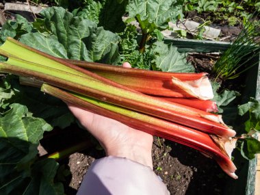 Bahçede bir kadının elinde toplanmış, büyük, taze, olgun, yenilebilir rubarb sapları. Arka planda sebze yatağı olan bir kadın. Parlak güneş ışığı altında.