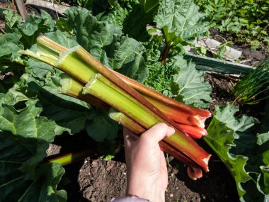 Bahçede bir kadının elinde toplanmış, büyük, taze, olgun, yenilebilir rubarb sapları. Arka planda sebze yatağı olan bir kadın. Parlak güneş ışığı altında.