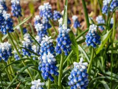 Bicolor üzümlü sümbül Muscari aucheri 'Mount Hood' un yakın çekimlerinde güzel, üzümlü, beyaz uçlu, beyaz çiçeklerle taçlandırılmış, yuvarlak mavi çiçek kümeleri vardır.