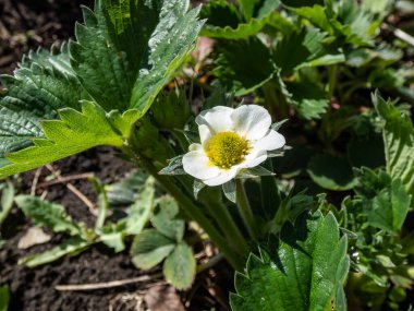 Çilek çiçeğinin, çeşitli uzunluktaki spesiyaliteleri (androecium) bir daire şeklinde dizilmiş ve bir bahçede büyüyen yeşil bir çilek bitkisinin üzerinde beyaz yapraklarla çevrelenmiş.