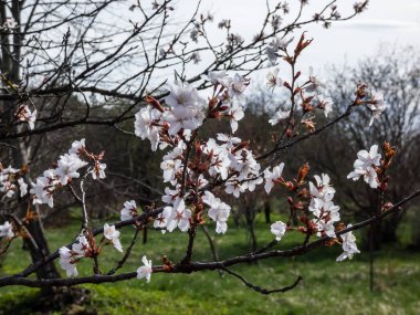 Sargent 'ın kirazının (Cerasus sargentii) ya da Prunus sargentii' nin (Rehder) ilkbaharın başlarındaki güzel, pembe çiçek açan çiçekleri.