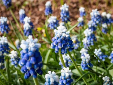 Bicolor üzümlü sümbül Muscari aucheri 'Mount Hood' un yakın çekimlerinde güzel, üzümlü, beyaz uçlu, beyaz çiçeklerle taçlandırılmış, yuvarlak mavi çiçek kümeleri vardır.
