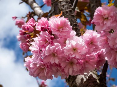 Japonya 'nın güzel, pembe kiraz çiçekleri mavi gökyüzünün altındaki kiraz ağacının dallarında ve gövdesinde çiçek açıyor. Narin ve romantik bahar çiçekleri.