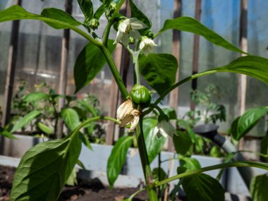 Beyaz çiçeklerin ve küçük yeşil biber meyvelerinin yakın çekimi büyümeye başlıyor ve parlak güneş ışığı altındaki bir serada büyüyen biber bitkisinin çiçeğinden olgunlaşmaya başlıyor.