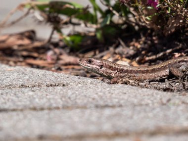 Viviparous kertenkele ya da yaygın kertenkele (Zootoca vipara) yakın çekim bahçedeki bitki örtüsü yakınında yan ve zemin kat parlak güneş ışığı görüntüsü